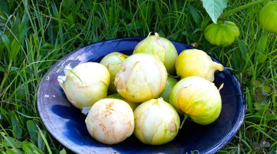 tomatillo salsa verde featured image