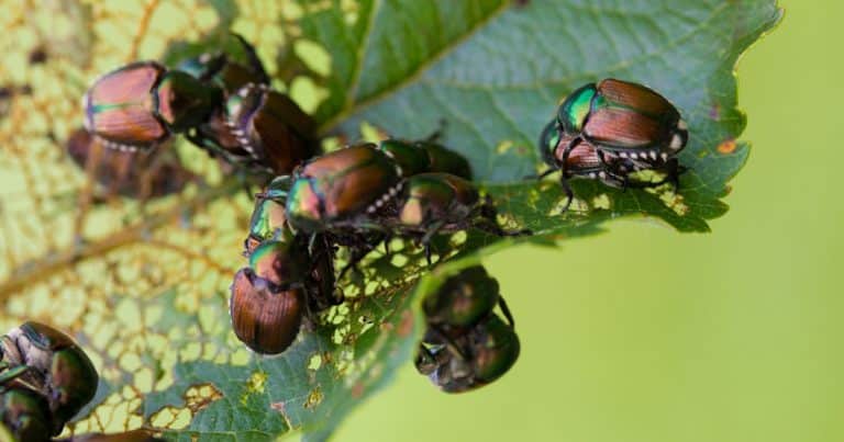 Dealing with an infestation? How to control Japanese Beetles organically.