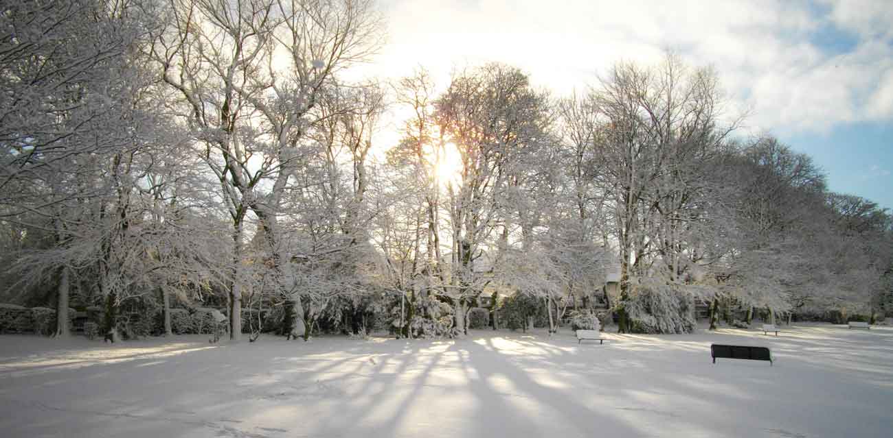 how to boost vitamin d levels using mushrooms