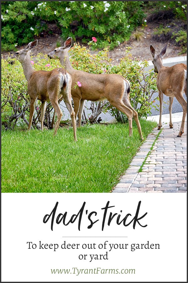 Dad S Trick How To Keep Deer Out Of Your Garden Or Yard Tyrant