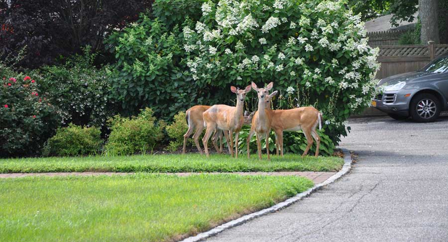 Dad's trick: how to keep deer out of your garden or yard (with video!) -  Tyrant Farms