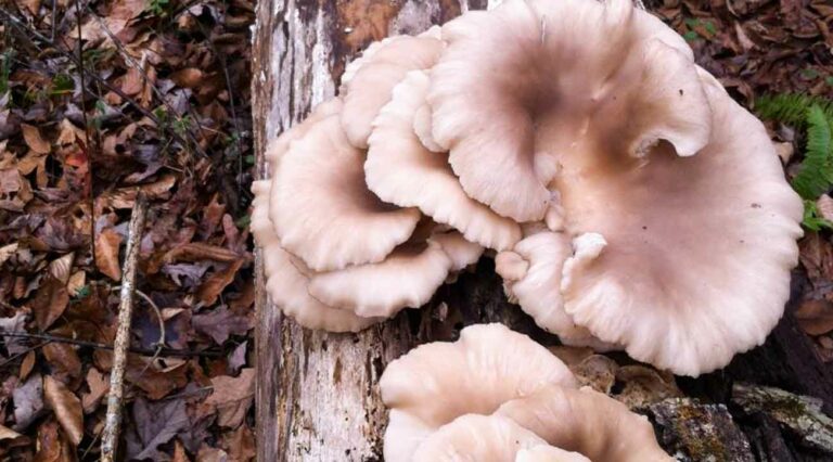 oyster mushrooms featured image