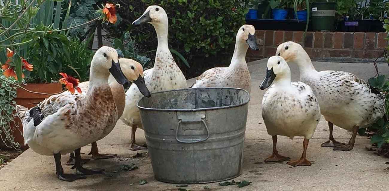 Where to Buy Organic Duck Feed (& Duckling Feed) - Tyrant Farms