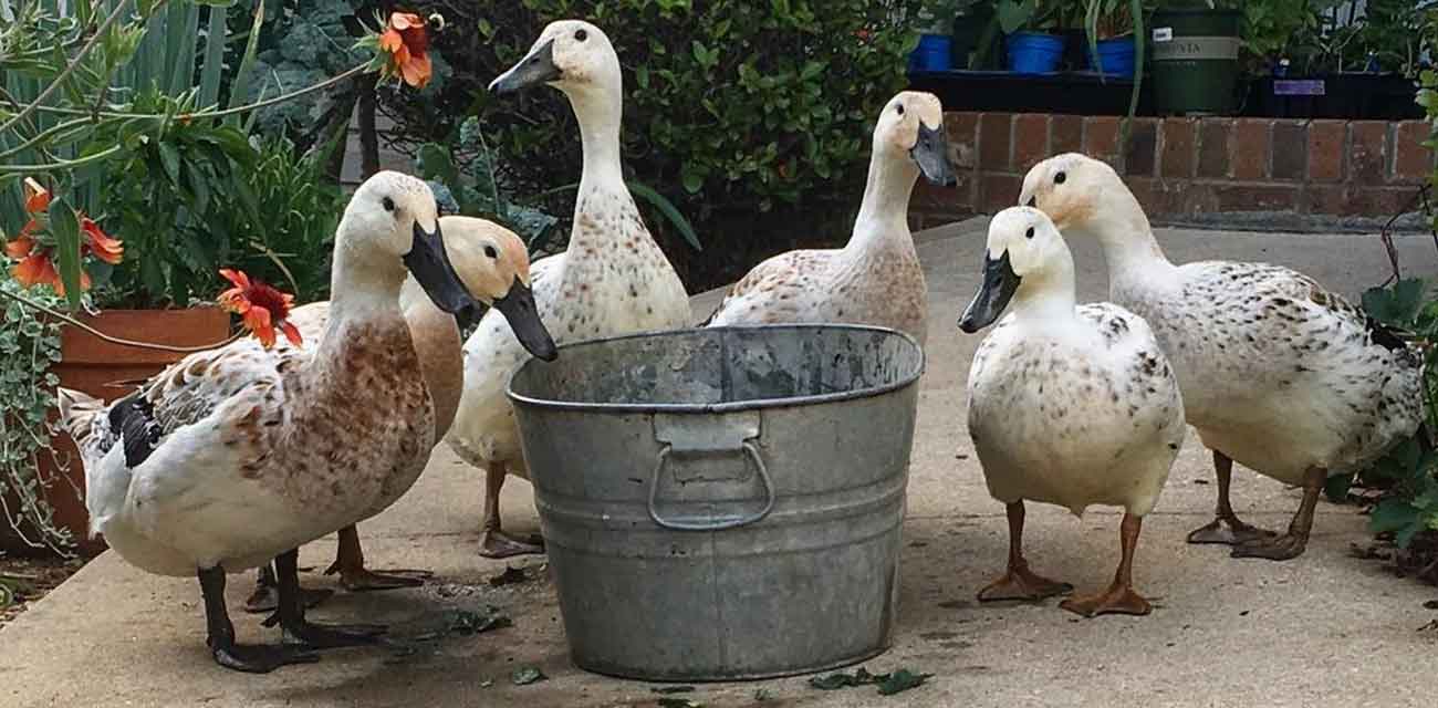 DUCKS 101: Ducks are NOT Chickens - and Other Profound Truths — Randy's  Chicken Blog