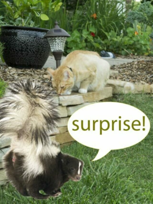 How to get skunk smell off your cat or dog safely & effectively