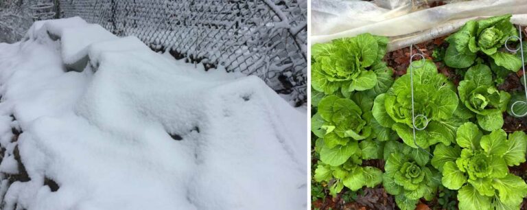 low tunnels snow featured image