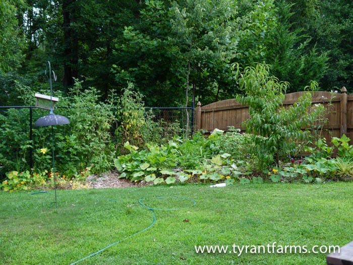 How to build a DIY backyard pond with self-cleaning biofilter