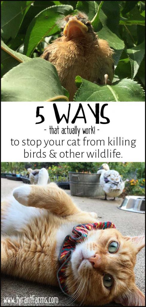5 Ways (that actually work!) To Keep Your Cat From Killing Birds and Other Wildlife