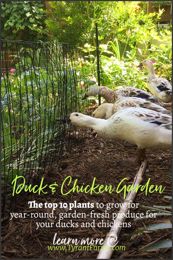 The top 10 plants to grow for year-round, garden-fresh produce for your ducks and chickens. #growyourown #duckfood #chickenfood #plantsforchickens #plantsforducks #tyrantfarms