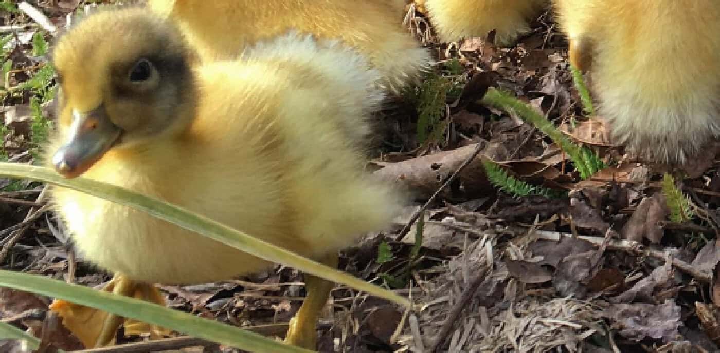 easter duckling featured image