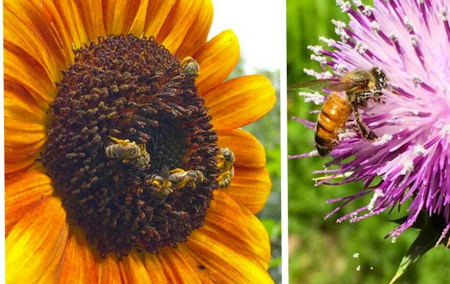 top favorite pollinator plants featured image