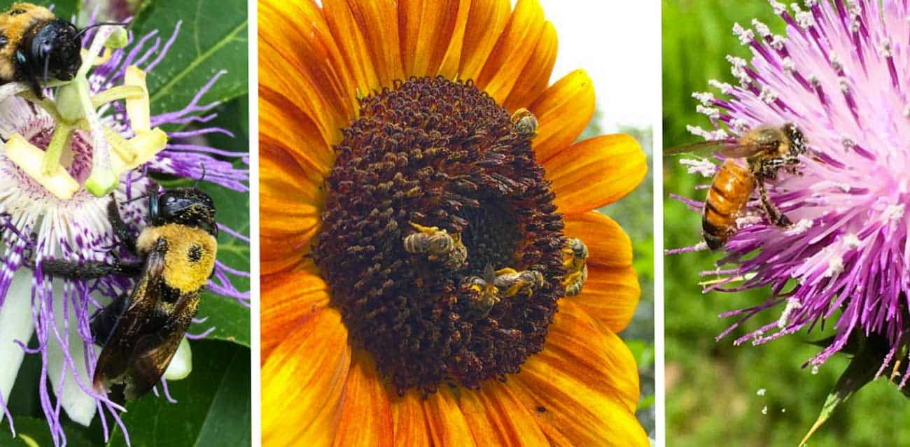 Our top 10 favorite pollinator plants for the summer garden Tyrant Farms