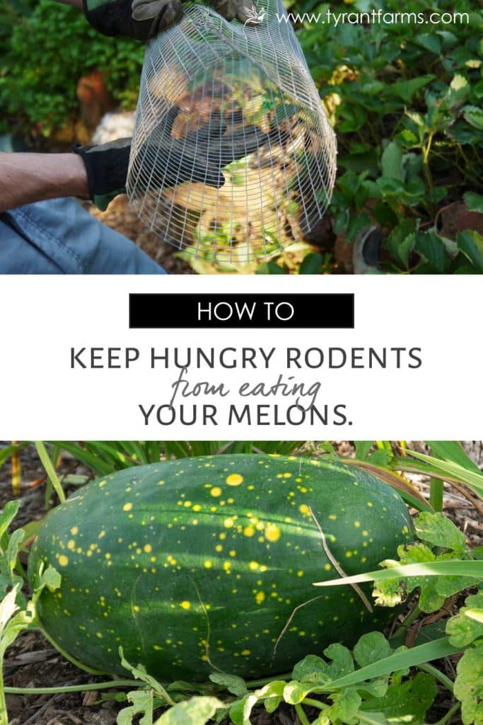 Are rodents eating the watermelons and muskmelons (honeydew, Crenshaw, casaba, and cantaloupes) in your garden? Keep reading for a fail-proof way to keep rodents off of your melons. #tyrantfarms #rodentprotection #diygardening #growfood #gardening #organicgardening #growingmelons #gardeningtipsandtricks