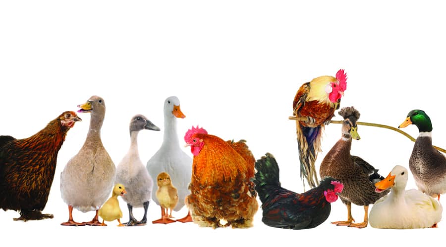 Backyard Ducks Vs Chickens: 12-Point Comparison - Tyrant Farms