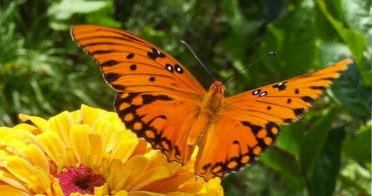 gulf fritillary featured image