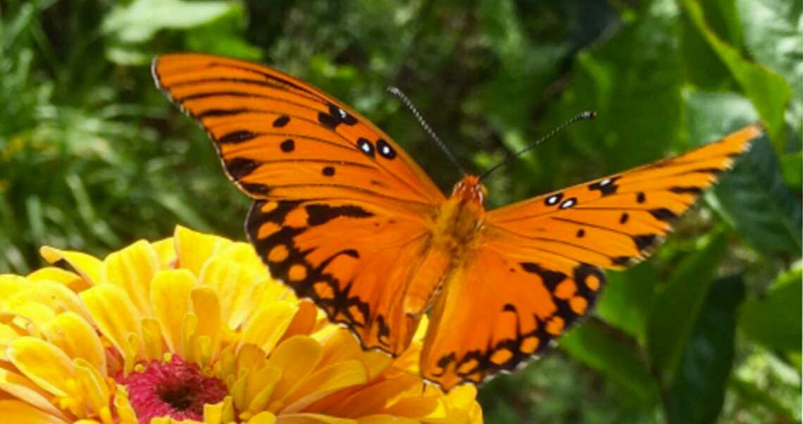 gulf fritillary featured image