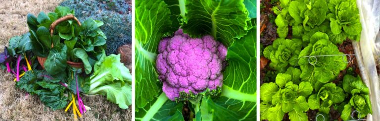 fall and winter gardening featured image