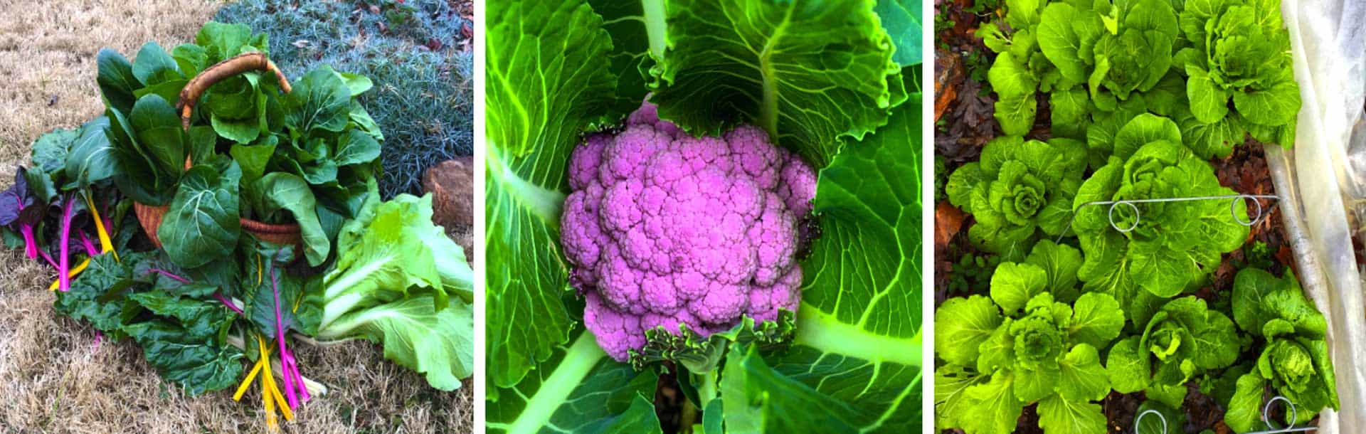 fall and winter gardening featured image