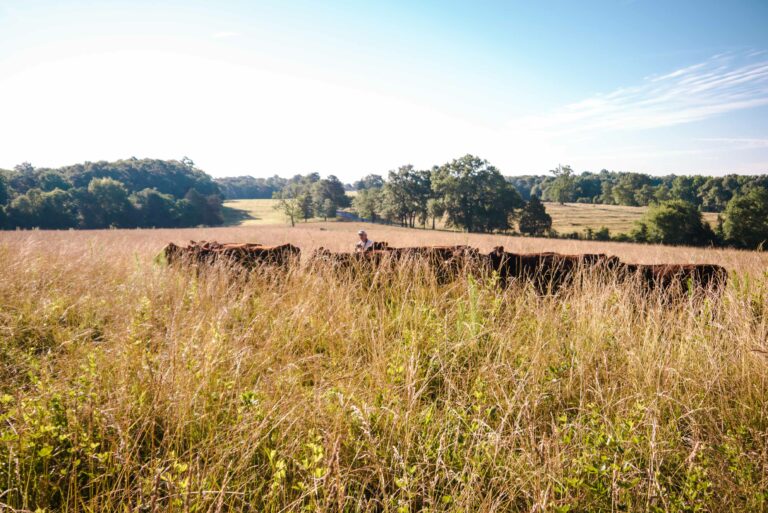 understanding the american food system - interview with a pathologist