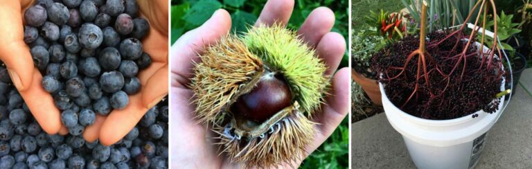 perennial trees featured image