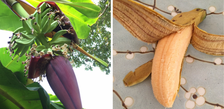 growing bananas in a pot featured image