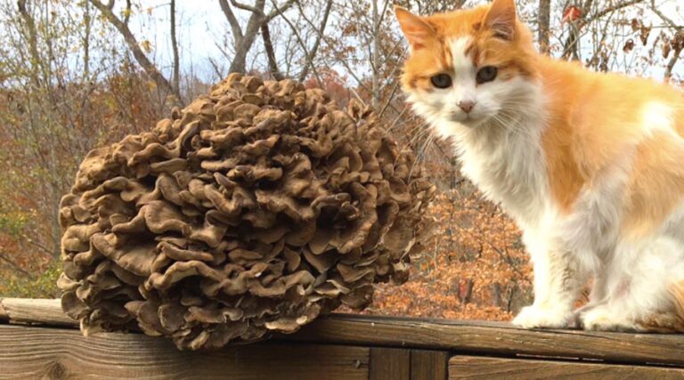 How to find, ID, and eat maitake mushrooms, aka hen-of-the-woods (Grifola frondosa).
