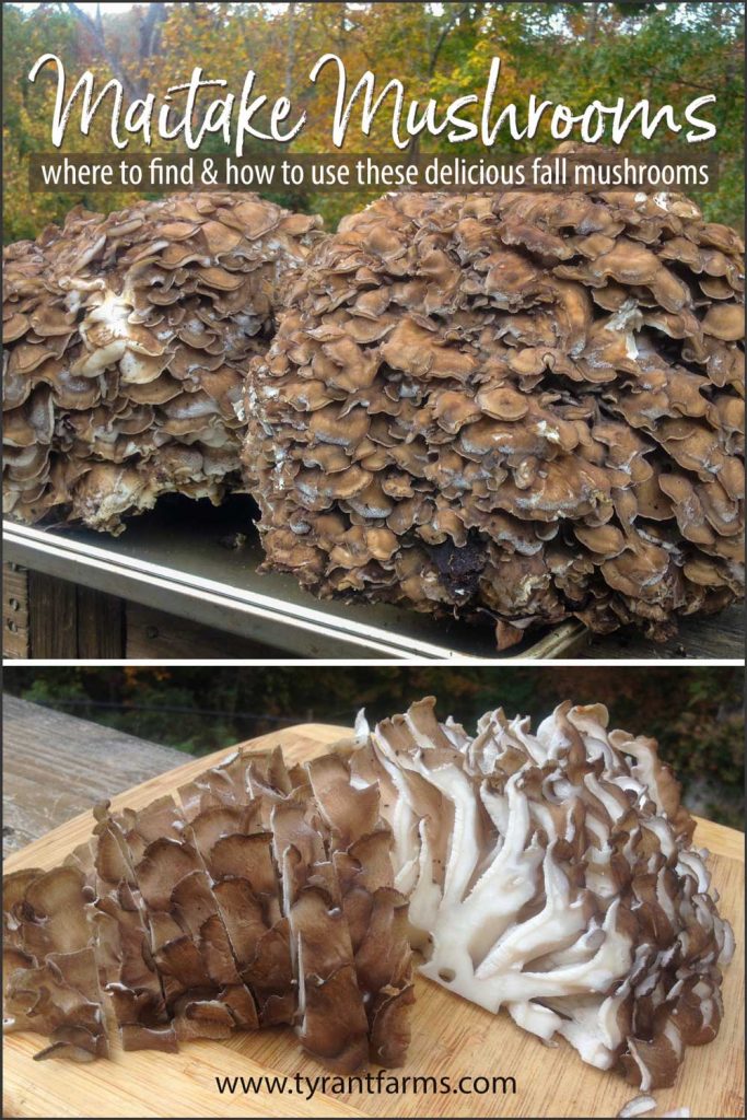 Found in late summer through fall, maitake mushrooms have been revered for their culinary and medicinal benefits for thousands of years. Those legendary benefits are now backed by modern science. Learn how & where to forage these wonderful mushrooms + how to cook them! #maitakemushrooms #foraging #mushroomforaging #wildcrafting #homesteading #tyrantfarms
