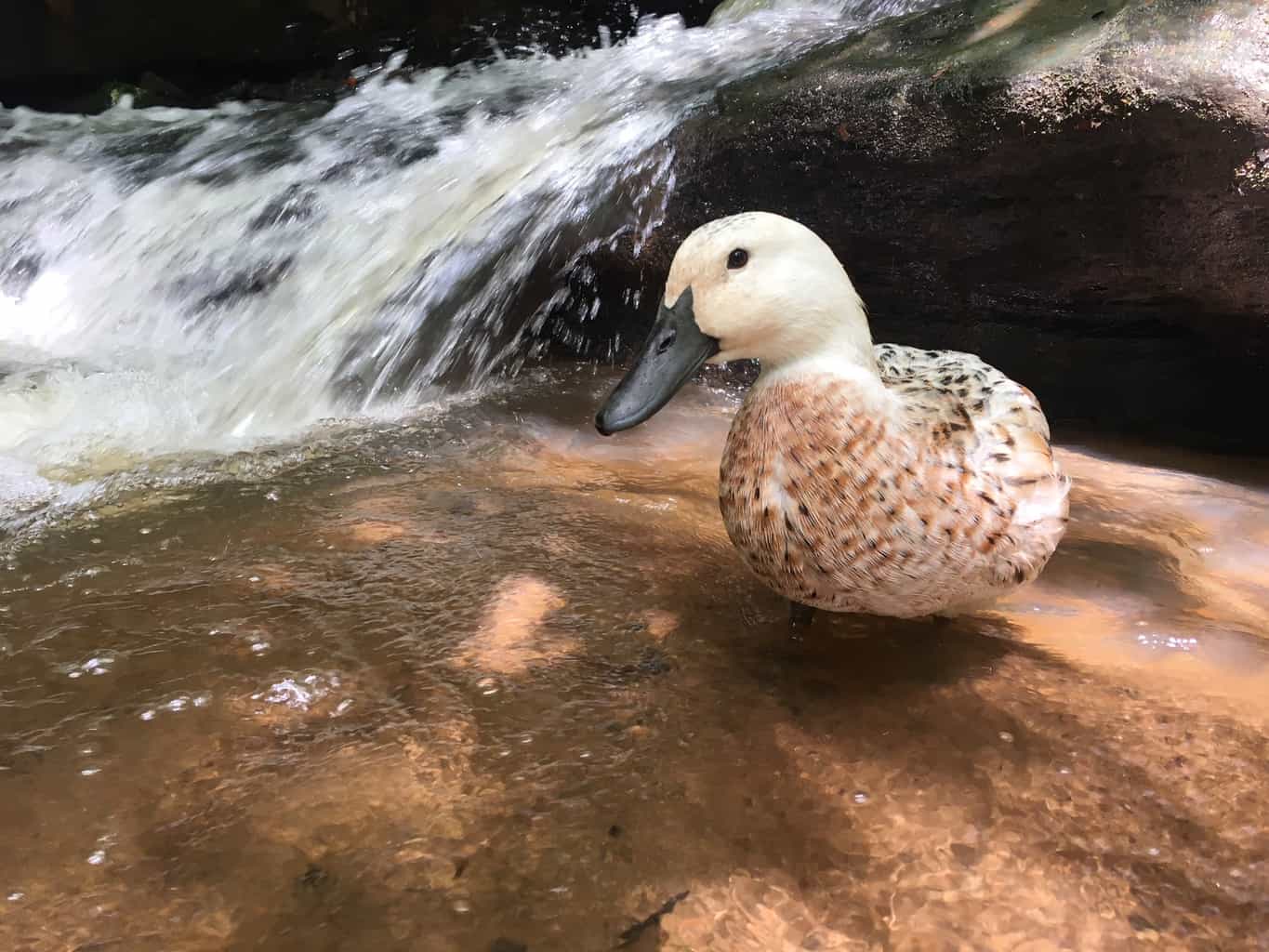 FASTEST DUCK ALIVE!  Duck Life 1 