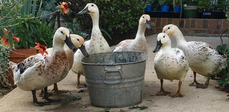 organic duck feed
