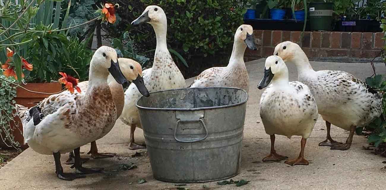 organic duck feed