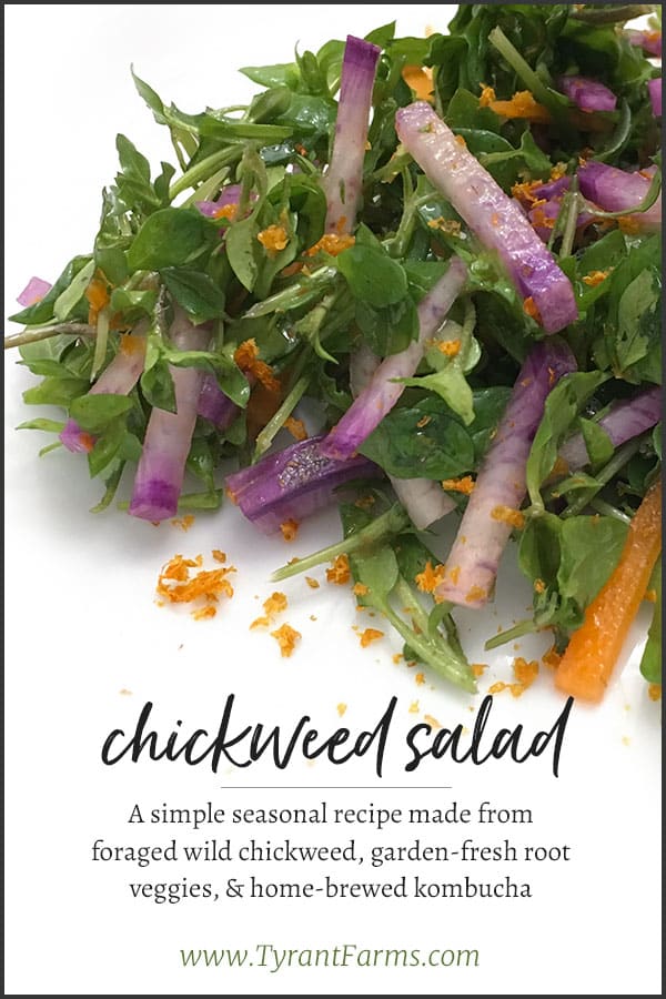 A simple seasonal recipe made from foraged wild chickweed, garden-fresh root veggies, & home-brewed kombucha vinegar. #chickweedsalad #chickweed #eatheweeds #tyrantfarms #foraged