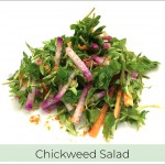 chickweed recipe - chickweed salad