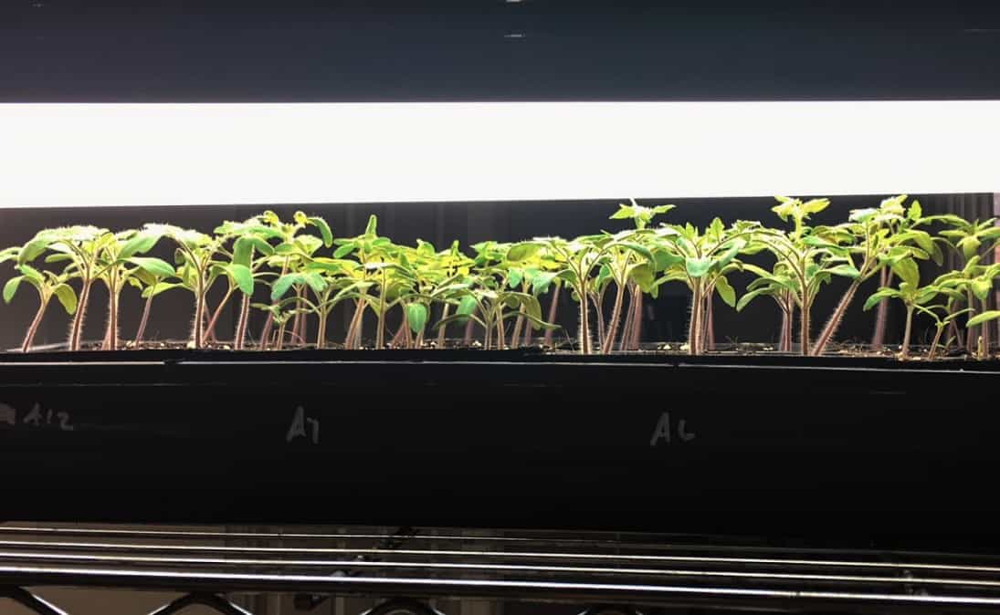 best grow lights for seedlings 2020 best grow lights for seedlings 2020