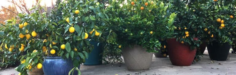 container gardening questions citrus garden featured image