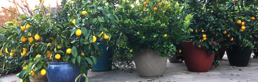 container gardening questions citrus garden featured image