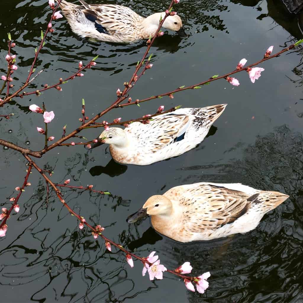DIY backyard pond - duck pond