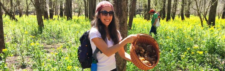 morel mushroom featured image