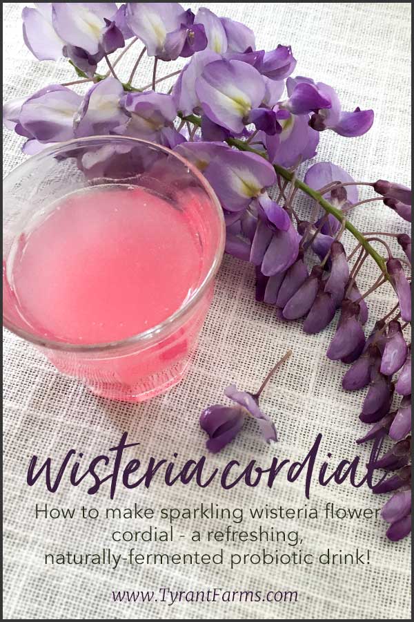 How to make Wisteria flower cordial - a delicious and naturally fermented drink! #fermented #cordial #wisteria #eattheweeds #tyrantfarms