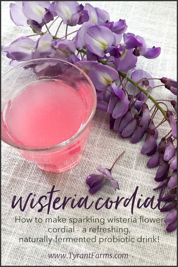 How to make Wisteria flower cordial - a delicious and naturally fermented drink! #fermented #cordial #wisteria #eattheweeds #tyrantfarms