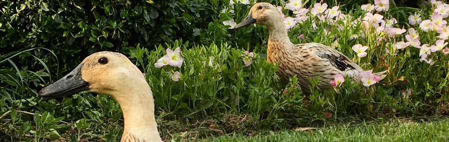 garden hygiene featured image