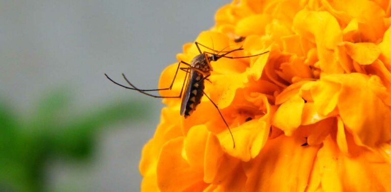 safely kill mosquitoes featured image