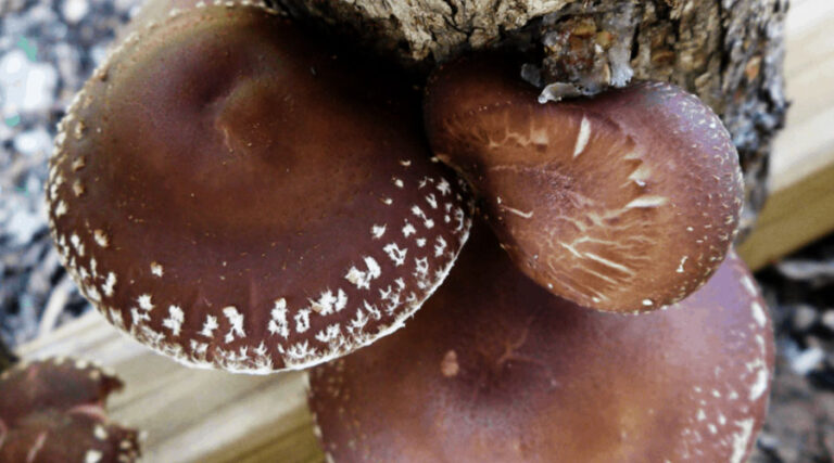 find out how to grow shiitake mushrooms in this simple but detailed guide