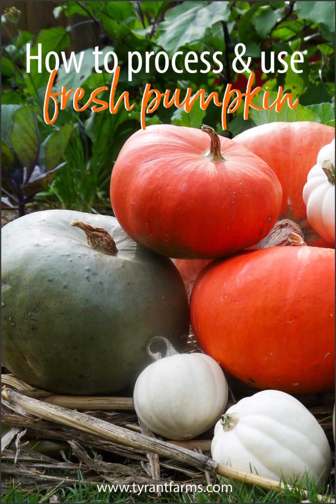 Learn how to process and eat your incredible, edible pumpkin. Also, learn how to eat other edible parts of your pumpkin: flowers, leaves, and seeds! #tyrantfarms #pumpkin #pumpkinflowers #pumpkinleaves #fall #fallrecipes