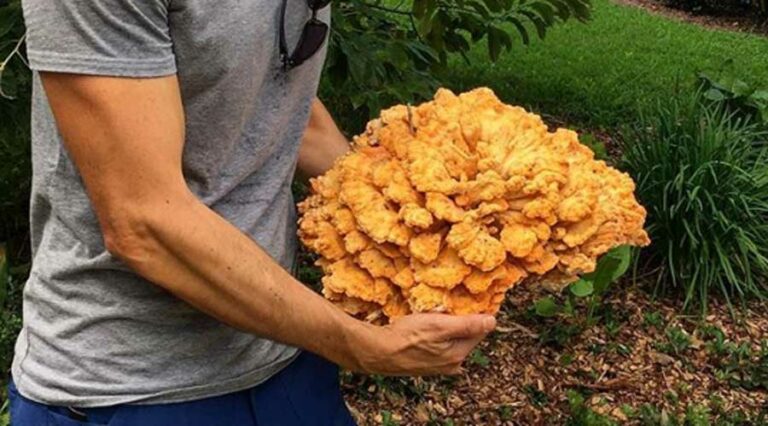 chicken of the woods featured image