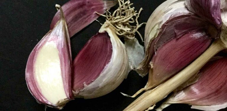hardneck garlic featured image