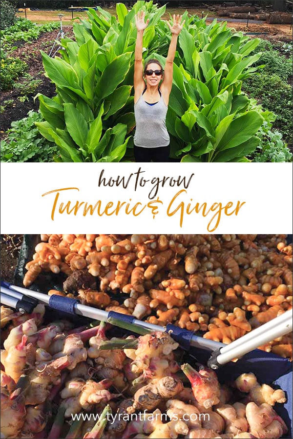 How to grow organic turmeric and ginger - anywhere!