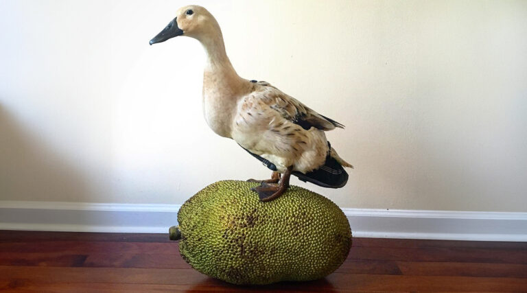 jackson the duck on a jackfruit