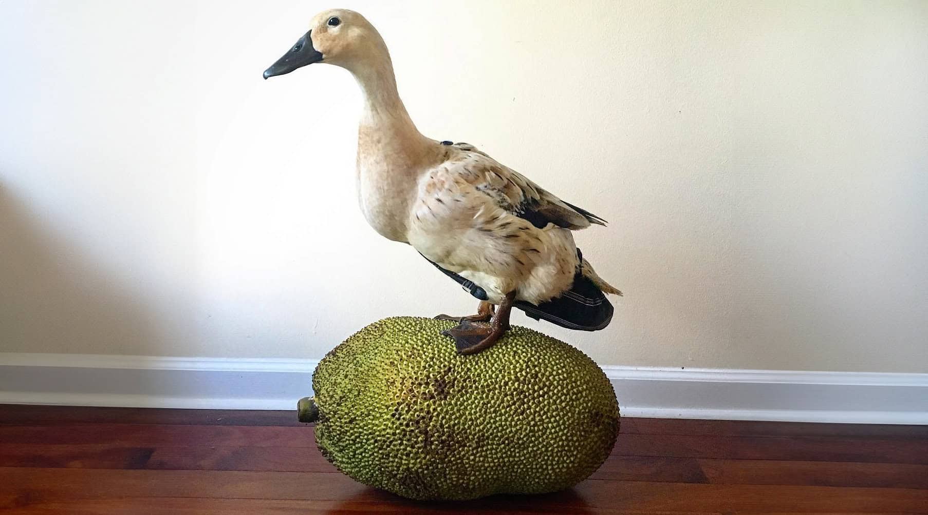 jackson the duck on a jackfruit