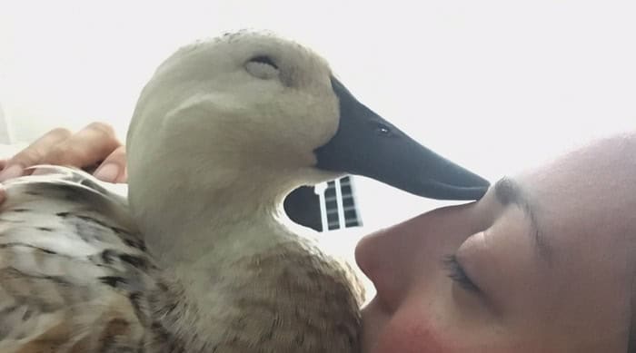sweet svetlana the duck