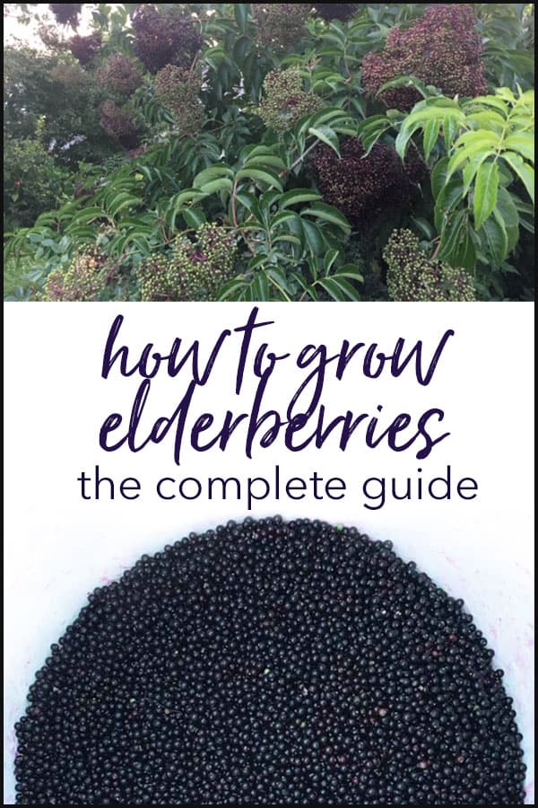 Growing Elderberry Trees For Elderberries and Elderflowers Tyrant Farms